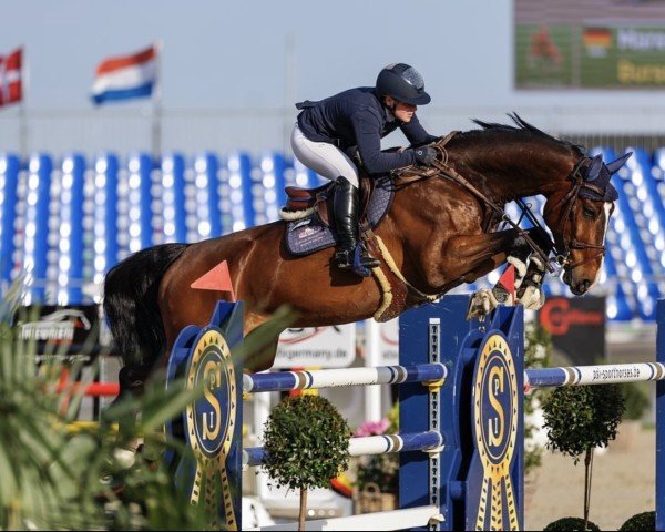 jumper DSP Feine (German Sport Horse, 2015, from Santo Domingo)