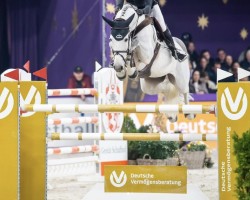 jumper Sir Thomas PS (Oldenburg show jumper, 2013, from Stakkatol)