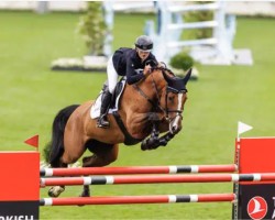 jumper Aquarell Sun (Oldenburg show jumper, 2014, from Acadius)