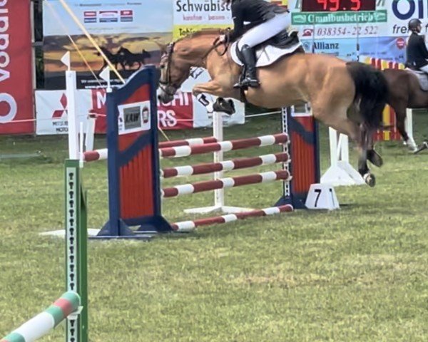 jumper Goldfee 379 (Pony without race description, 2016)