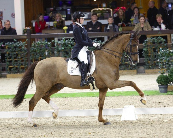 dressage horse Davidoff Ter Kwincke (KWPN (Royal Dutch Sporthorse), 2008, from Wynton)