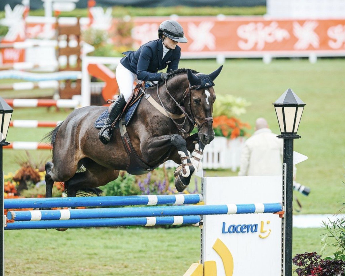 jumper Empire Sbk Z (Zangersheide riding horse, 2016, from Elvis Ter Putte)