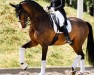 dressage horse Sir Robinson (Oldenburg, 2011, from Sir Donnerhall I)