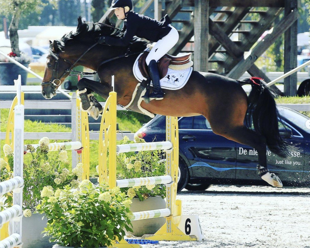 jumper K2 Django (Danish Warmblood, 2013, from Diarado)