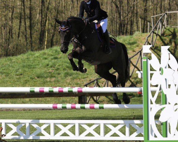 Springpferd Utah du Roumois (Selle Français, 2008, von L'Arc de Triomphe)