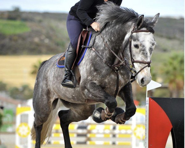 Springpferd Queenes T (Dänisches Warmblut, 2010, von Sir Shutterfly)