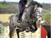 jumper Queenes T (Danish Warmblood, 2010, from Sir Shutterfly)