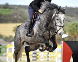 jumper Queenes T (Danish Warmblood, 2010, from Sir Shutterfly)