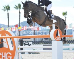 jumper Houdini (Oldenburg show jumper, 2010, from Chacco-Blue)