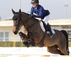 jumper Calvados des Vergers Z (Zangersheide riding horse, 2010, from Clapton)