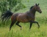 broodmare Fidelia (Hanoverian, 2011, from Fidertanz)