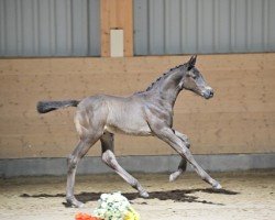 foal Mido (Trakehner, 2024, from Shapiro 15)