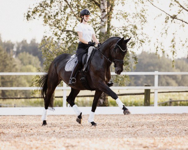 dressage horse Solistin 26 (Hanoverian, 2008, from Stedinger)