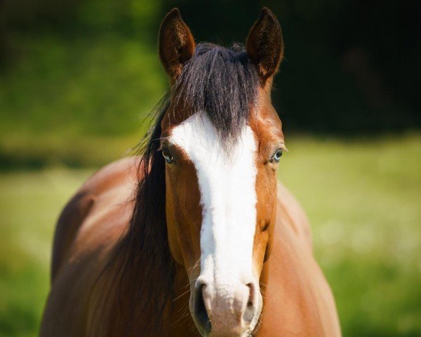 broodmare CS Fox My Gun (Quarter Horse, 2016)