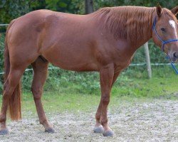 horse IHR Red Cloud (Appaloosa, 2018)