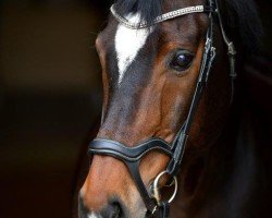 dressage horse Wilddieb (Hanoverian, 2003, from Warkant)