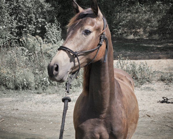 dressage horse So Perfect TH (German Riding Pony, 2023, from Macao San)