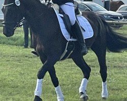 dressage horse Diyara (Hanoverian, 2015, from Dornenkönig)