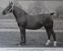 broodmare Isluna II 52125 (Oldenburg, 1937, from Grundus 3532)