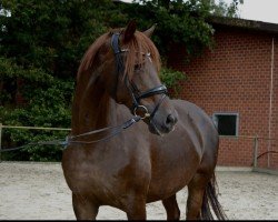 broodmare Sinfonie v.d. H (Oldenburg, 2014, from Livaldon)