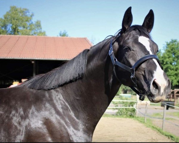 broodmare Dorette (Hanoverian, 2018, from Dancier)