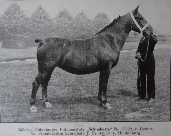 Zuchtstute Schimbeste 52029 (Oldenburger, 1937, von Gratus 3539)