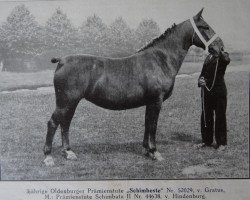 broodmare Schimbeste 52029 (Oldenburg, 1937, from Gratus 3539)