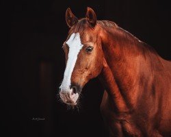 Springpferd Charly Brown 268 (Rheinländer, 2006, von Coriando)