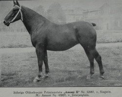 broodmare Ansani II 52087 (Oldenburg, 1937, from Siegwin 3550)