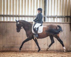 dressage horse Corvette 44 (Oldenburg, 2015, from Coal Diamond)