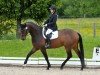 dressage horse Fürst Leopold 3 (Württemberger, 2001, from Friedensfürst)