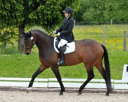 dressage horse Fürst Leopold 3 (Württemberger, 2001, from Friedensfürst)