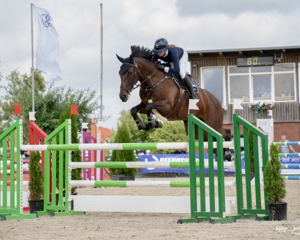 jumper Ella Bella Von Der Rothe Fa (Oldenburg show jumper, 2017, from Eldorado vd Zeshoek Tn)