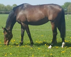 broodmare Shakira C (Oldenburg, 1999, from Sandro Hit)