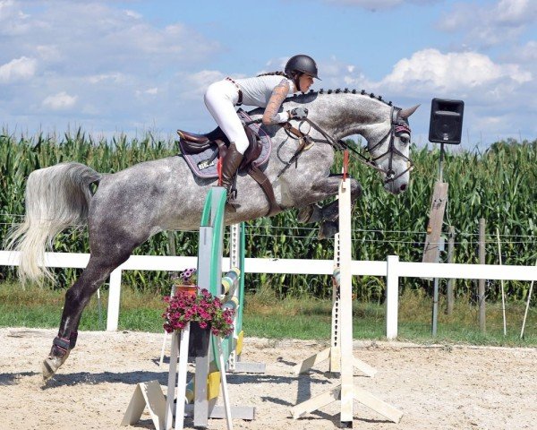 Springpferd Taloussini (Deutsches Sportpferd, 2019, von Taloubet Z)