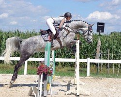 jumper Taloussini (German Sport Horse, 2019, from Taloubet Z)