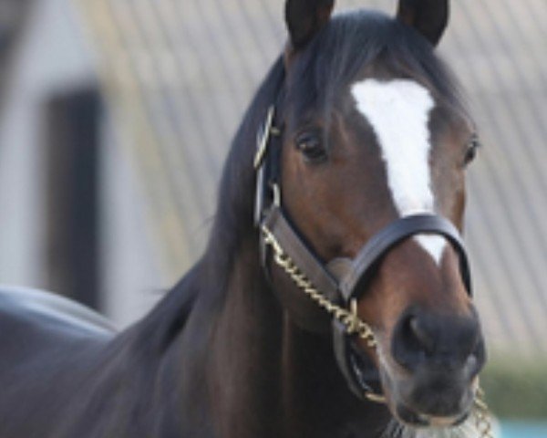 stallion Intello xx (Thoroughbred, 2010, from Galileo xx)