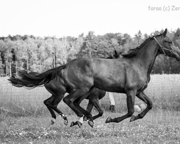 Pferd Kalahari (Trakehner, 2018, von Davinci)