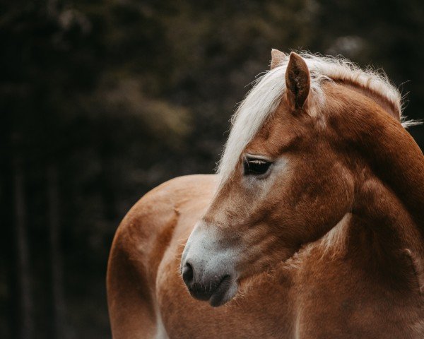 horse Helena (Haflinger, 2021, from Neugold 12)