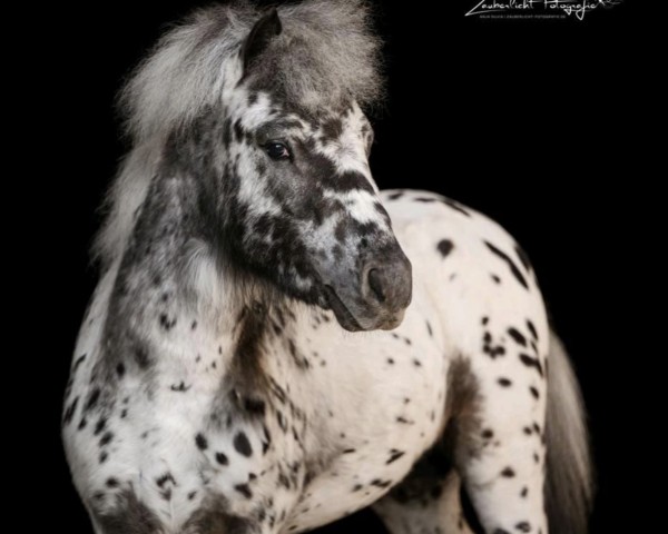 horse BB‘s Diamond Spotted Cookie (Dt.Part-bred Shetland pony, 2021, from Bayern's Duke)