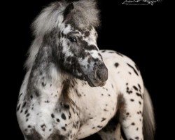 Pferd BB‘s Diamond Spotted Cookie (Dt.Part-bred Shetland Pony, 2021, von Bayern's Duke)