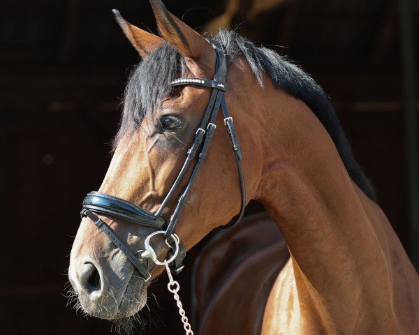 broodmare Sabayon (Hanoverian, 2014)