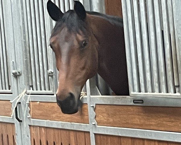 dressage horse Da Vinci 290 (Rhinelander, 2010, from Delamanga)