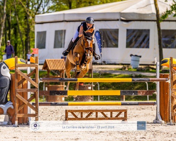 jumper Velvet Pommex Z (Zangersheide riding horse, 2015, from Vigo d'Arsouilles)