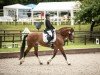 dressage horse Cosima 272 (Freiberger, 2008, from Hâtif)