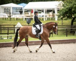 dressage horse Cosima 272 (Freiberger, 2008, from Hâtif)