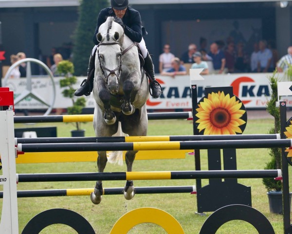 stallion Jaguar van Paemel (Belgian Warmblood, 2009, from Cicero Z van Paemel)