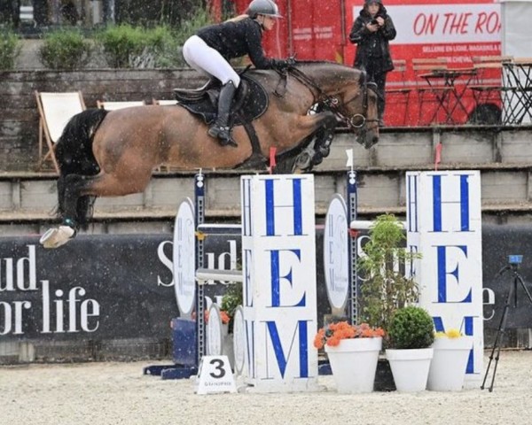 jumper Oscar van de Kantweg (Belgian Warmblood, 2014, from Joop 111)