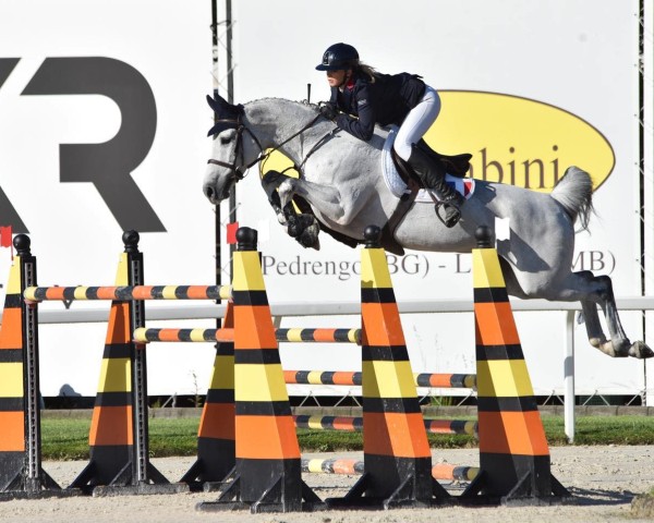 jumper Nitouche V / H Hulstenhof (Belgian Warmblood, 2013, from Dakar VDL)