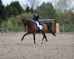 dressage horse Kampino 15 (Trakehner, 2012, from Elfado)